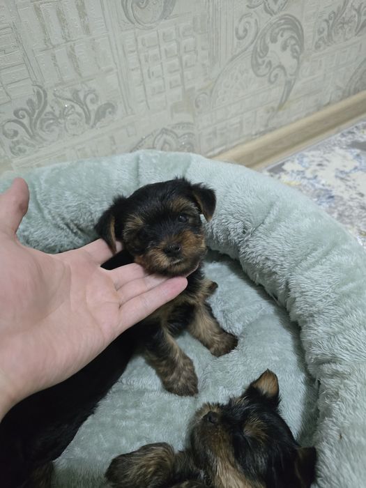 Йоркширский терьер