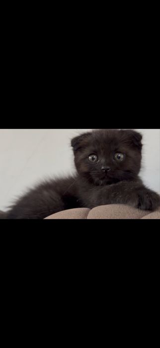 mushun cunadganla bladi buni narxn kelwamz bemalol tel qlila