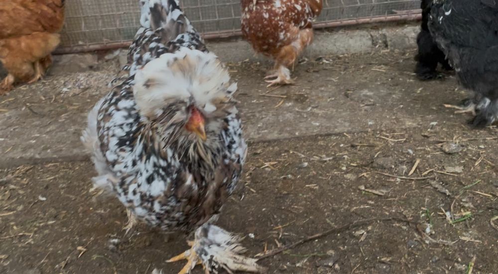 Oua incubat gaini Strumsky -motate incaltate frezate