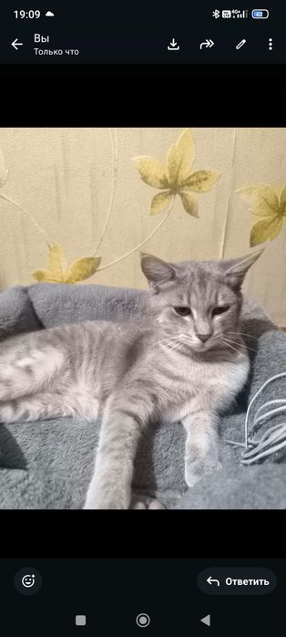 Кошечка ищет дом. Бесплатно в добрые руки