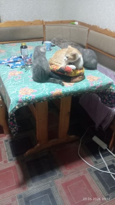Британский кошка продается