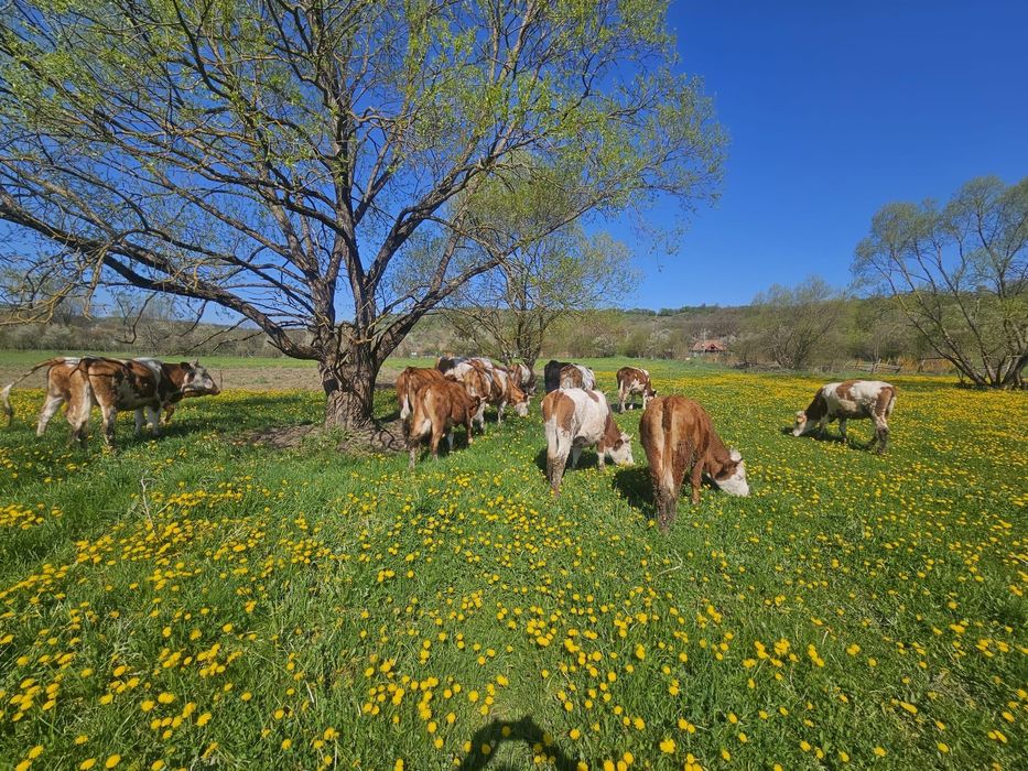Juninci baltate romanesc 14 bucati