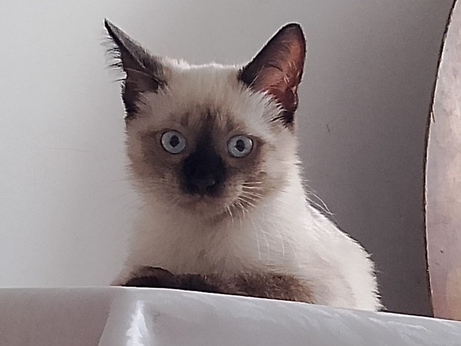кошечка, девочка, около 7 месяцев