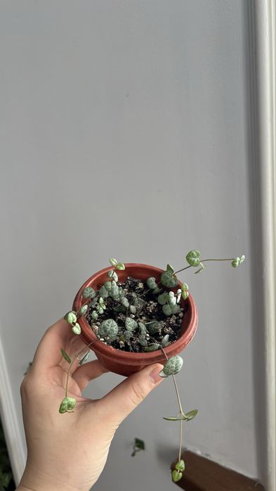 Церопегия вуда.