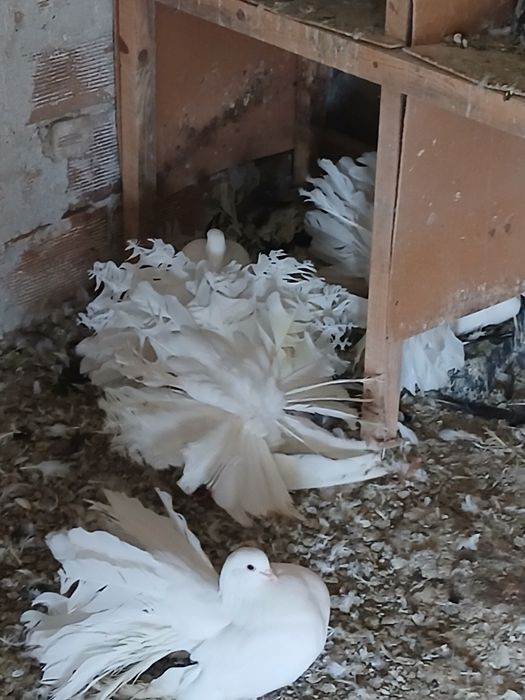 Продавам гълъби фенерлии
