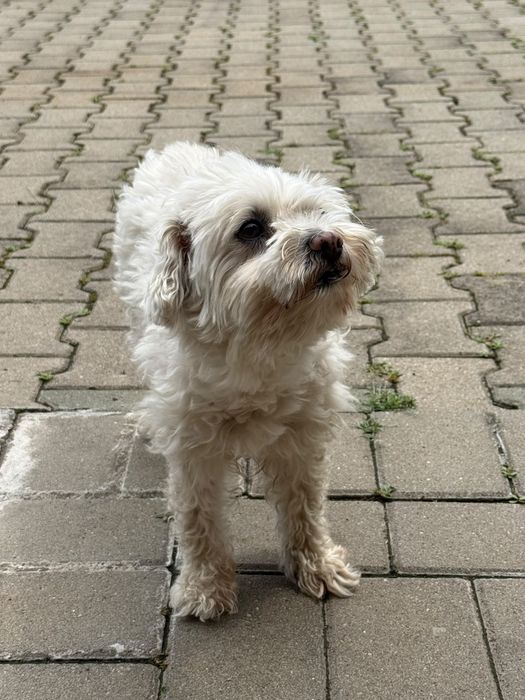 Bichon gratuit.