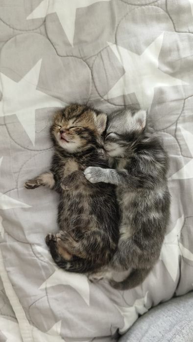 Продам шотландских котят