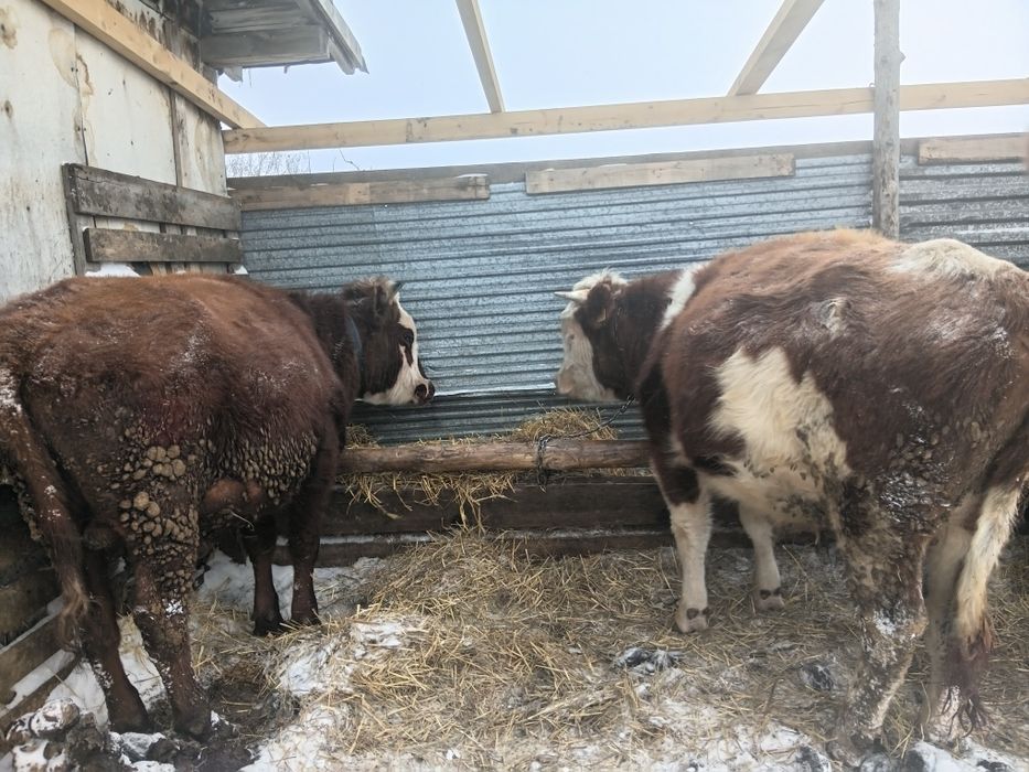 Продам бычков на доращивание..