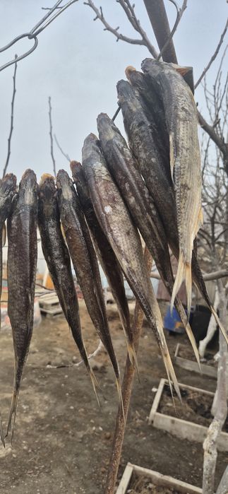 Кепкен балық, Вяланая рыба