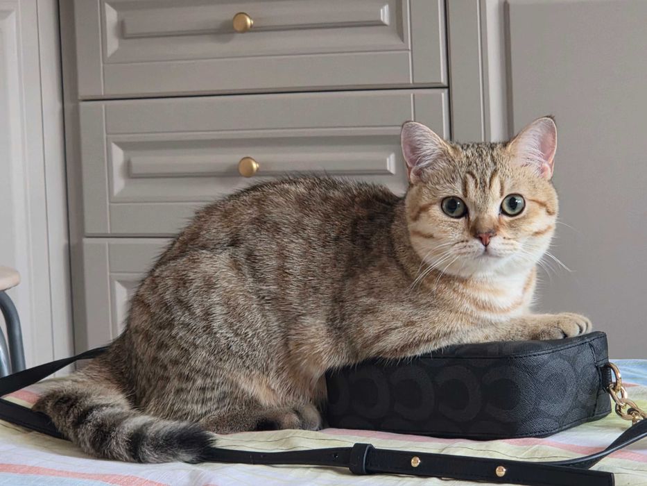 Котенок шиншилла табби, 6 мес