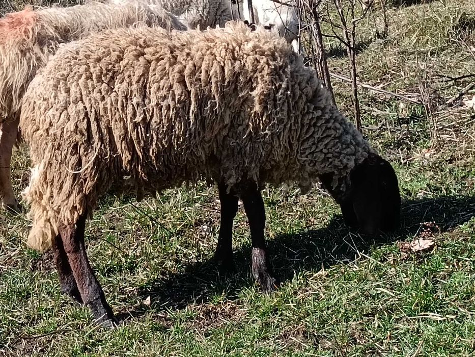 De vînzare berbecuț cărăbaș original.