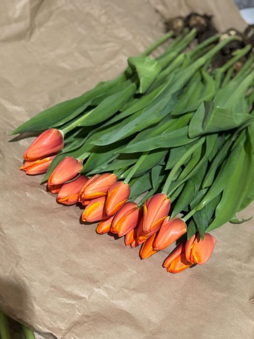 Тюльпаны оптом и в розницу