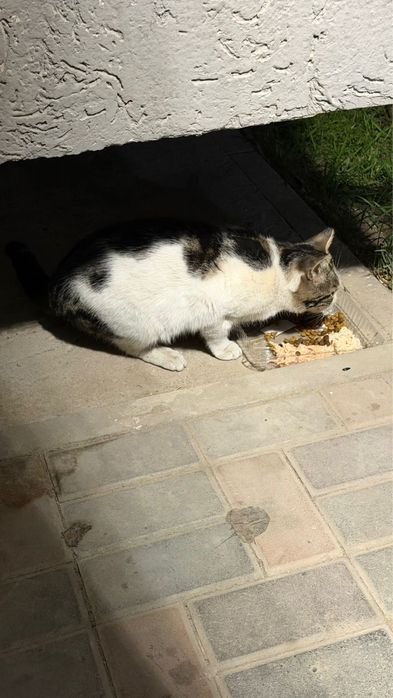 Отдадим в хорошие  руки кота