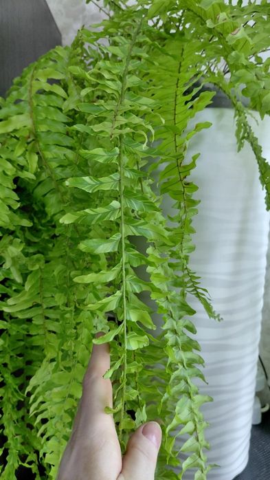 Папоротник Nephrolepis exaltata 'Tiger'