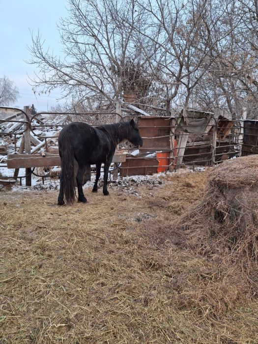 Продам кобылу жеребую 5 лет