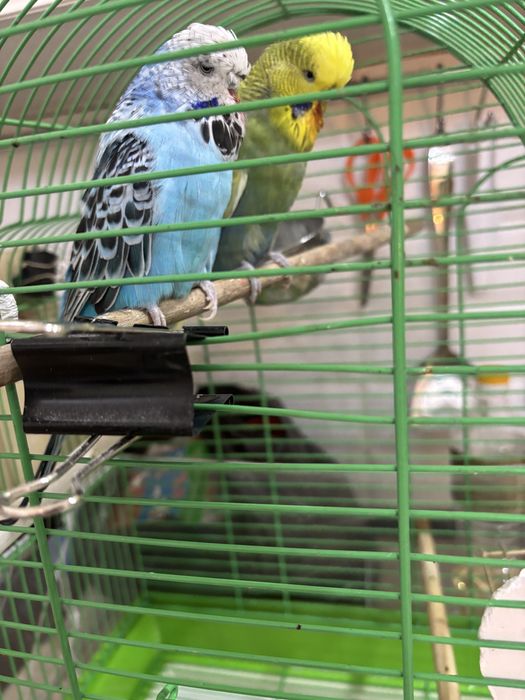 Семейка попугаем Чехи