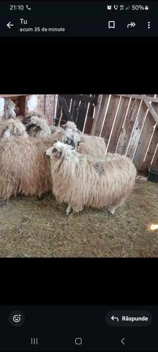 Vând 19 mioare (oi) cu miei