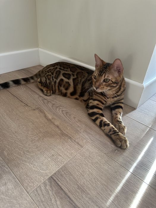 Бенгал с паспортом