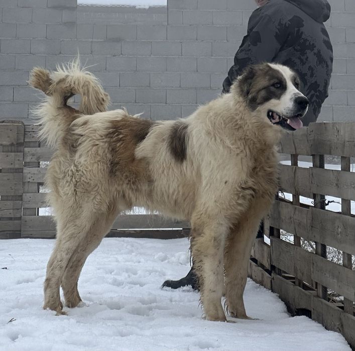 Продается молодой супертяж