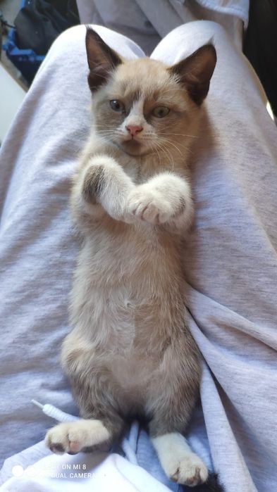 Отдам котят в хорошие руки