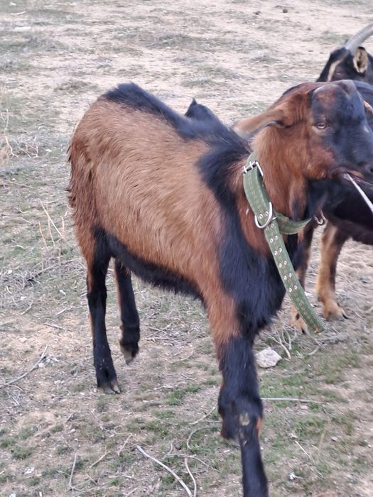 Козел альпонуб 50/50.