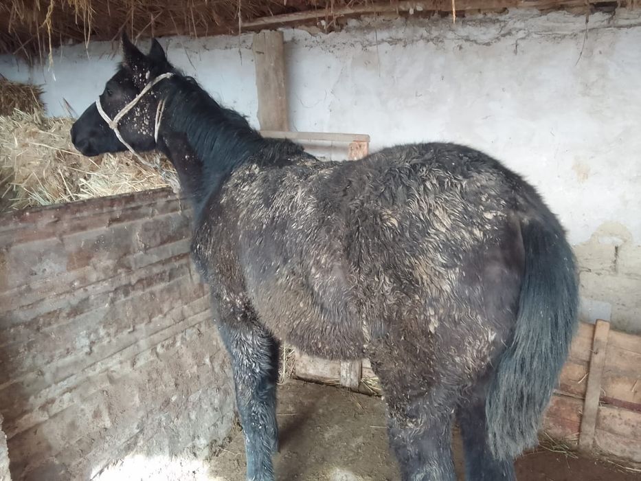 Сезмиз тайлар сатылады