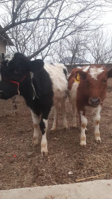 Тана сатылады дені сау