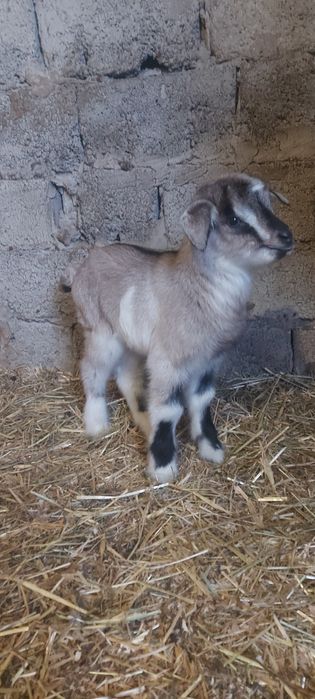 De vânzare ieduti și capre