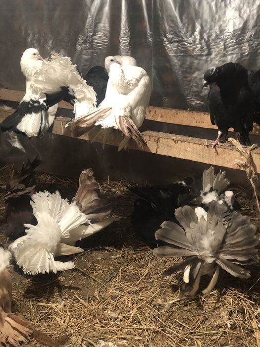 Павлин кептерлер сатылады