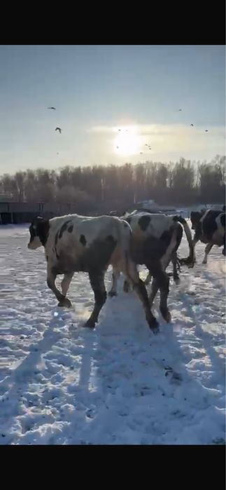 Голштейн Нетеля продам