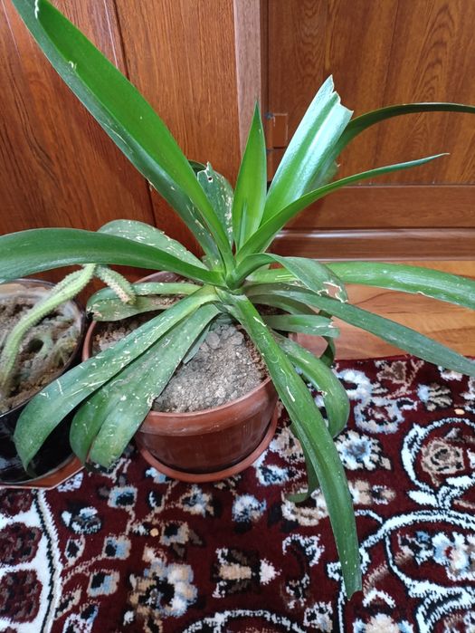 Xonaki Gullar tuvakda