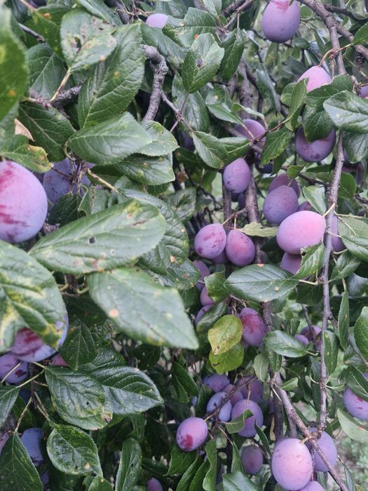 Vand prune  de vara