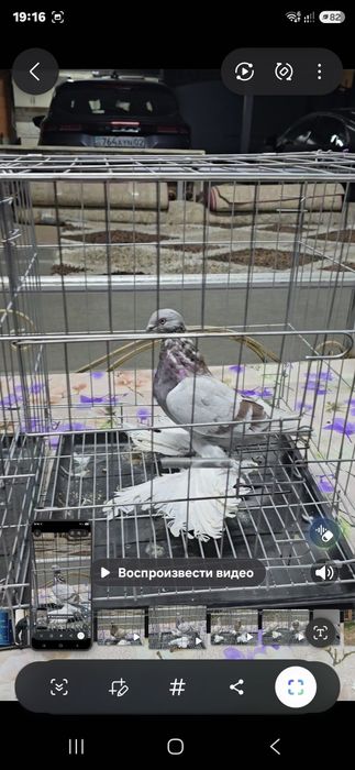 Голуби  гребля  игра