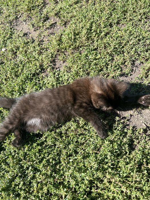 отдам котенка, мальчик