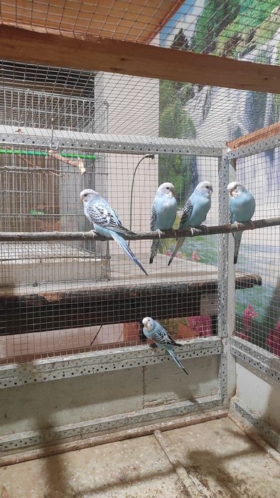 Волнистые попугай продается. Молодой тўтилар Сотилади