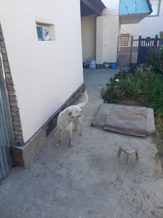 Продаю собаку Алабай