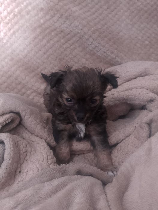 Продам щеночка чихуахуа девочка