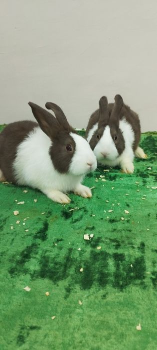 Куён сотилади. Тоза зотлар 300.000 дан балан