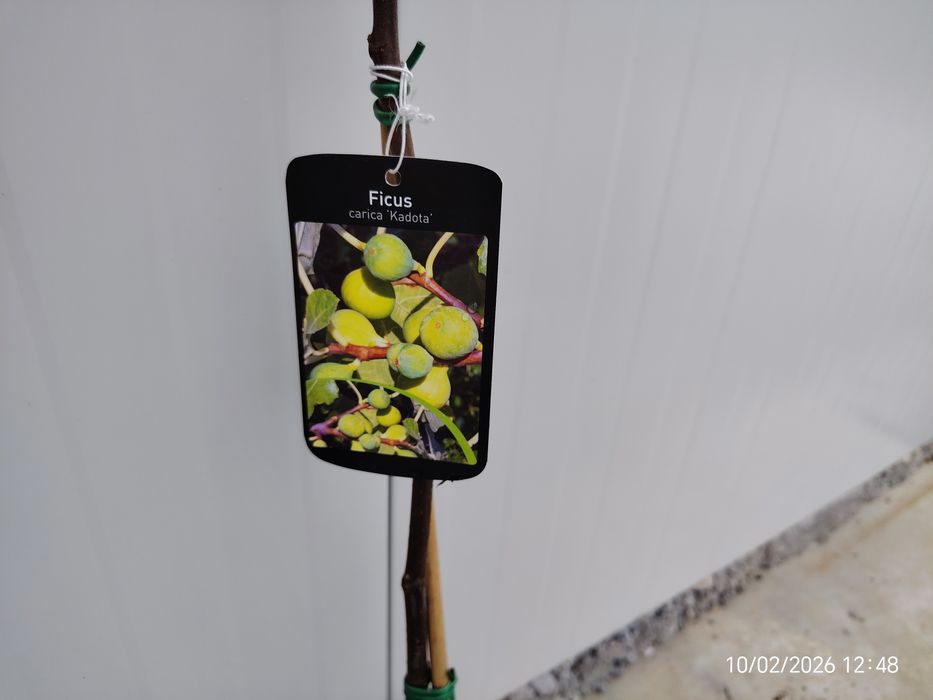 Малина , Къпина, Нар  Смокиня сортове