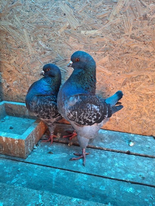 Porumbei rasa King si Sport.