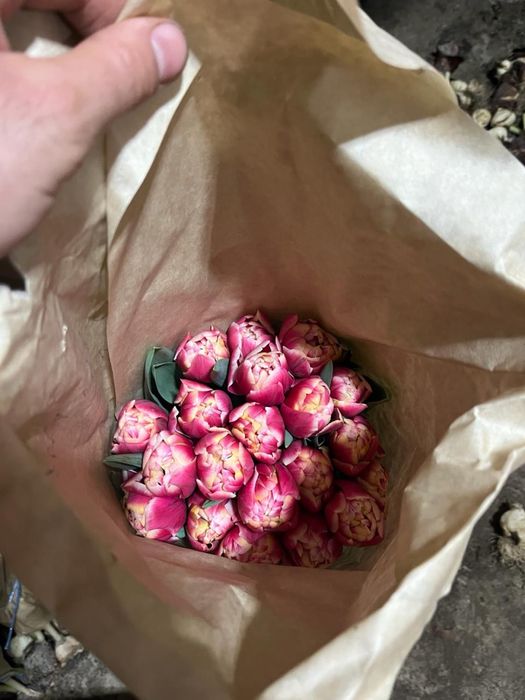 Тюльпаны на 14 февраля и 8 марта