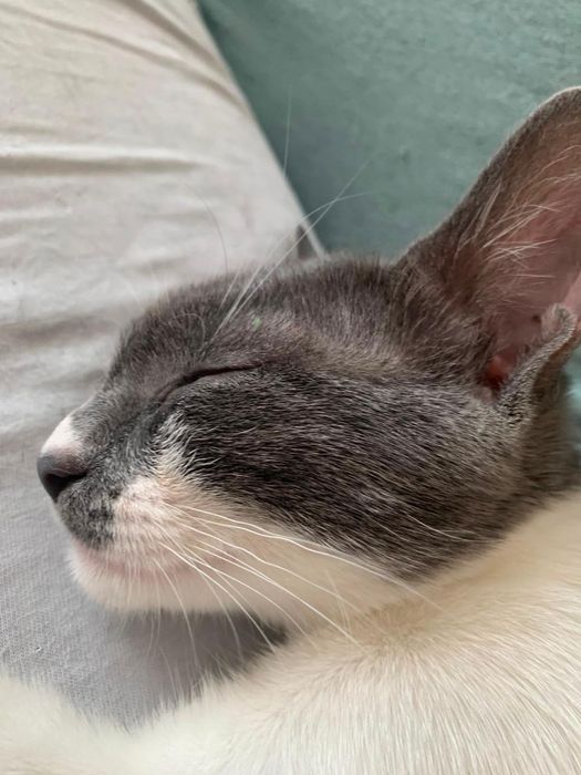 pisicuta de adoptat, pui de pisica pentru adoptie, puiut de pisic, pui de adoptat, pisicuta superba de adoptie, pisica frumoasa