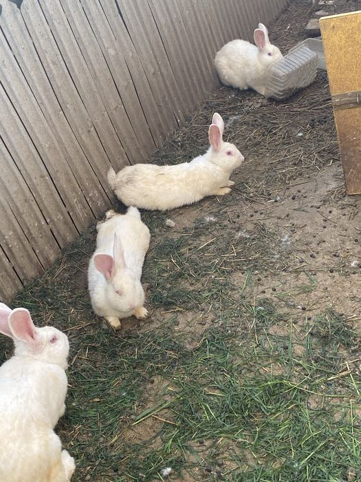 Iepuri neozeelandezi albi de vânzare – sănătoși și bine îngrijiți