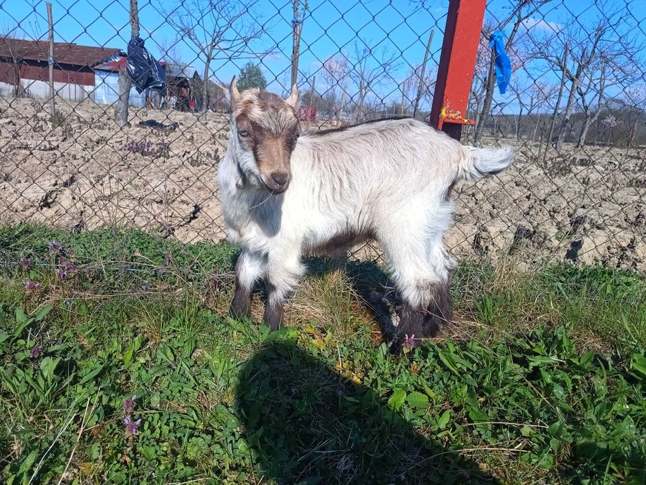 Ieduțe de vânzare, metis alpin francez cu saanen