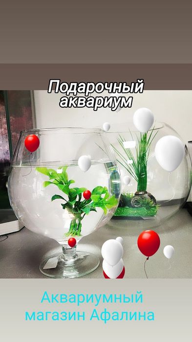 Гуппи . Навои Торайгырова