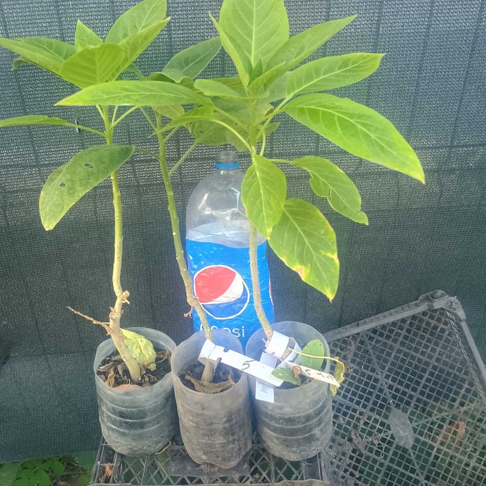 Brugmansia Angels Endless