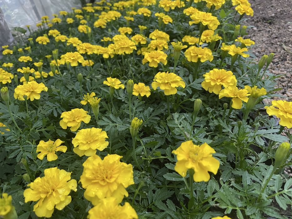 Рассада цветы петуния