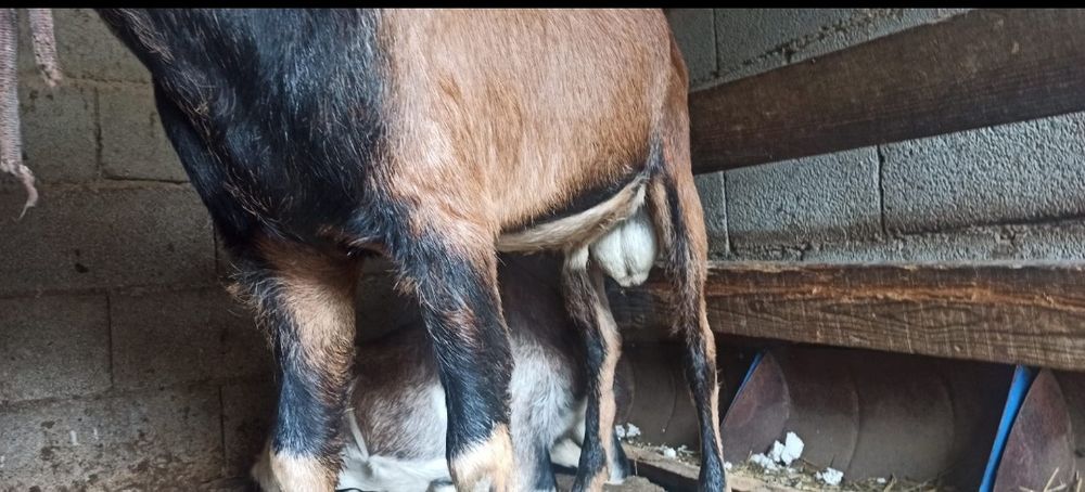 Екатеринбургтегі ең жақсы эскорттар