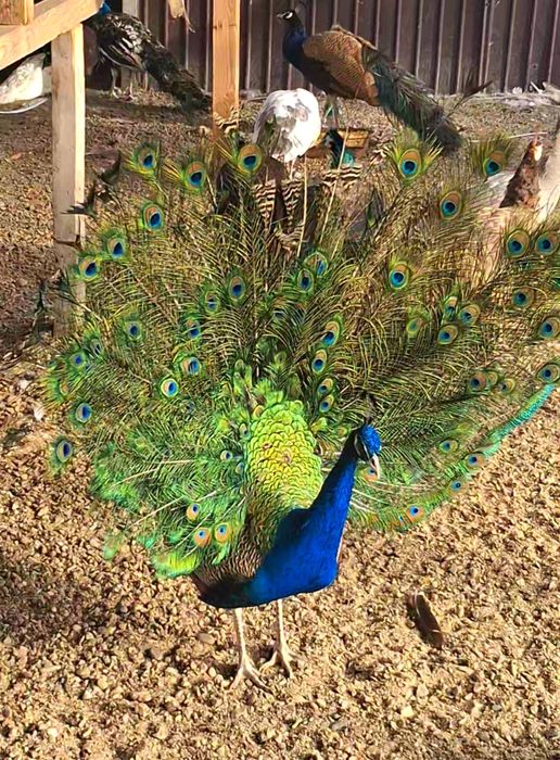 Mascul paun standard  !