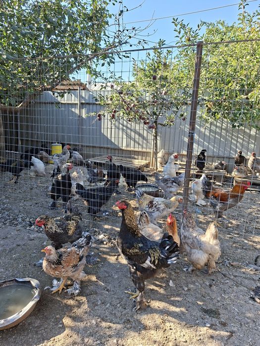 Cocoșii Brahma de vanzare